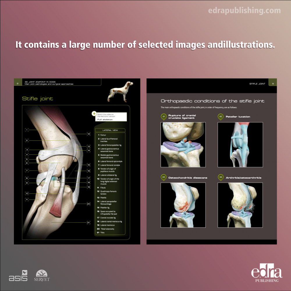 3D Joint Anatomy in Dogs. Main joint pathologies and surgical approaches