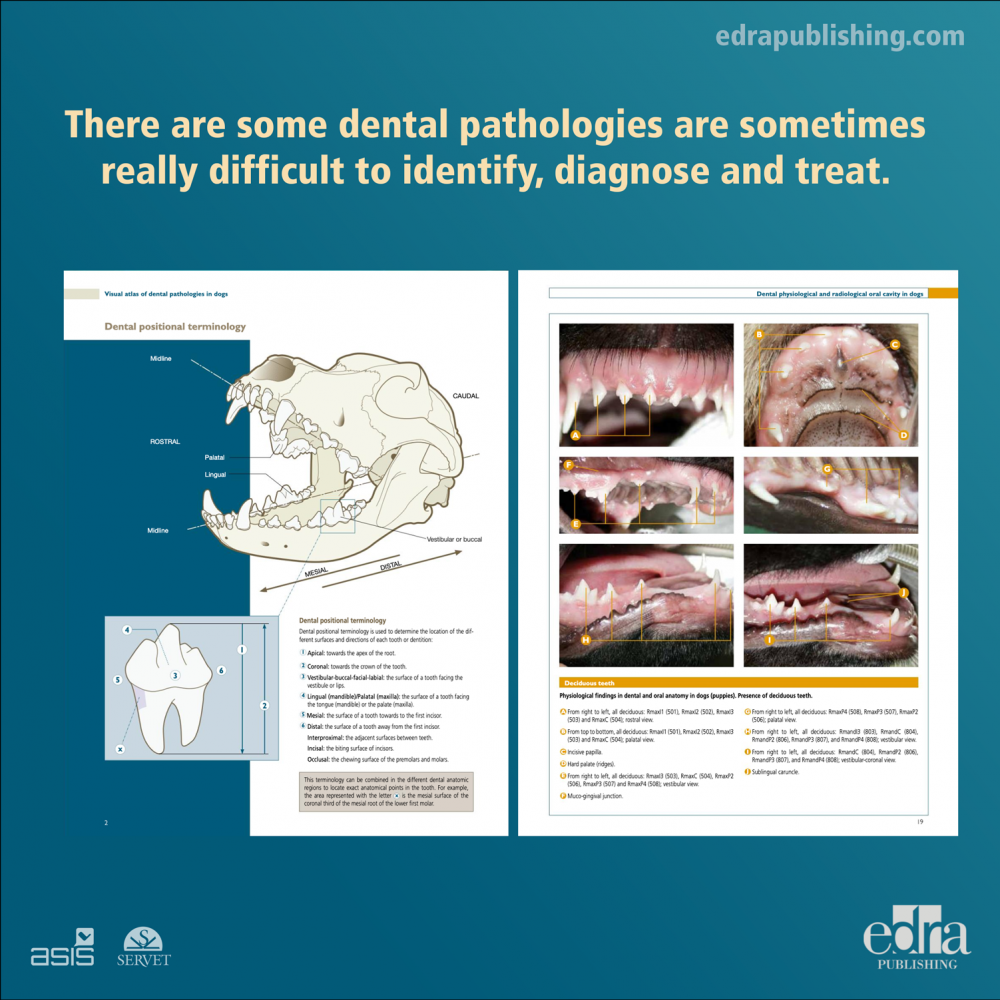 Visual Atlas of Dental Pathologies in Dogs