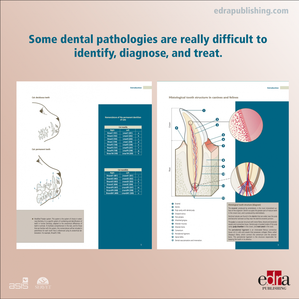 Visual Atlas of Oral and Dental Pathologies in Cats